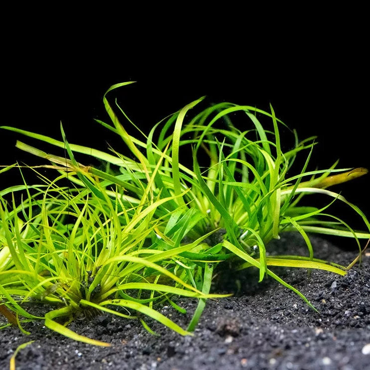 Aquatic 'Creeping Rush' - Urban Sprouts
