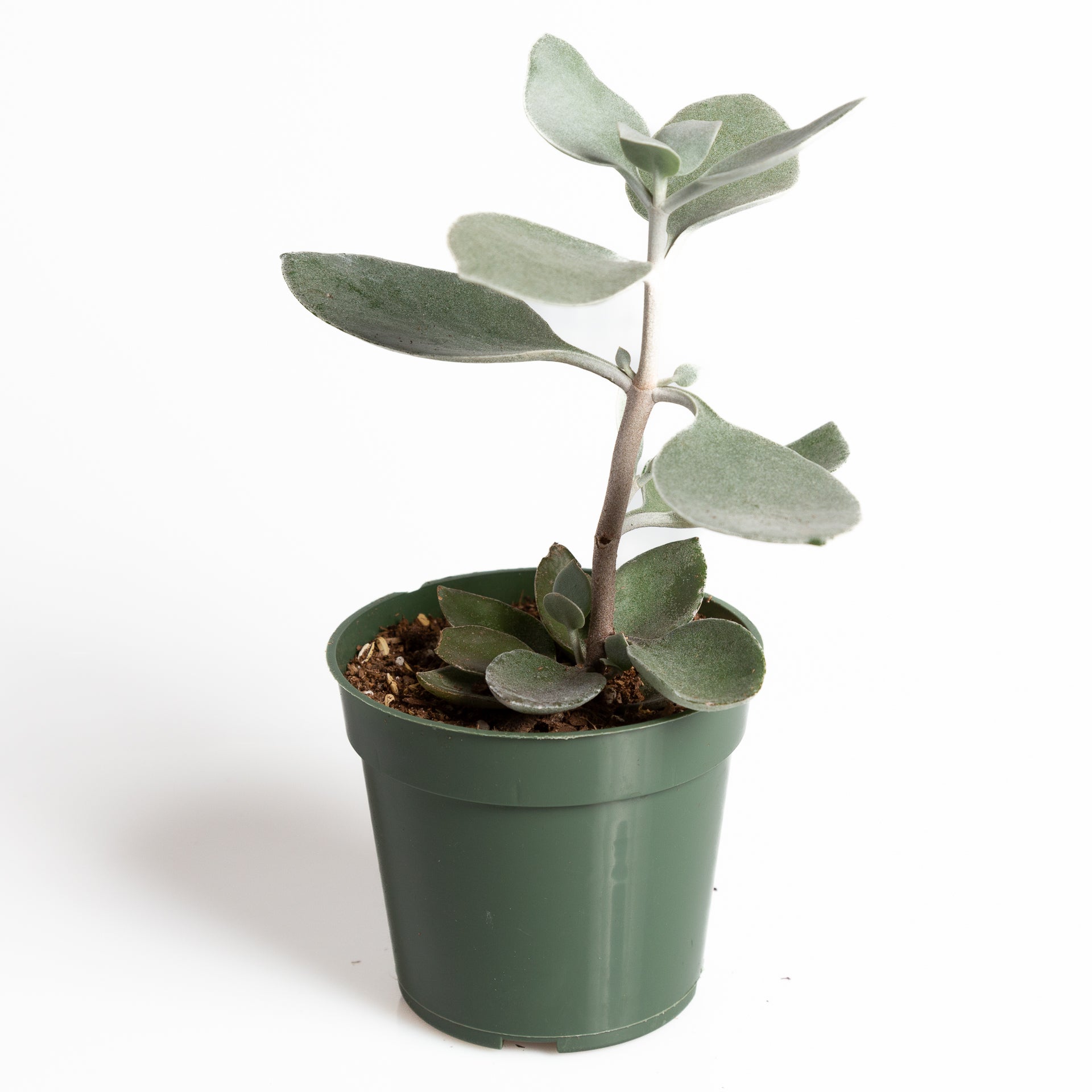 Kalanchoe 'Silver Spoons' 4"XL - Urban Sprouts