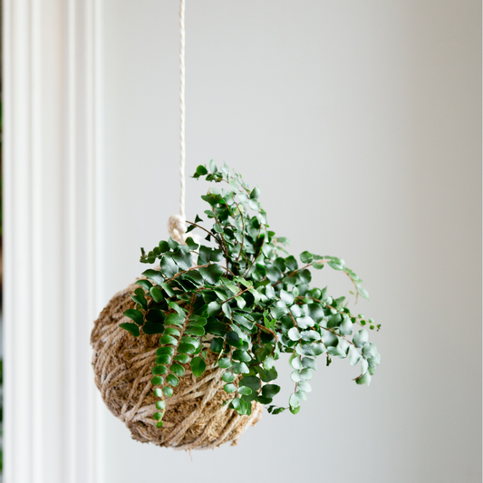 1/24 @ 6:00 Kokedama Workshop