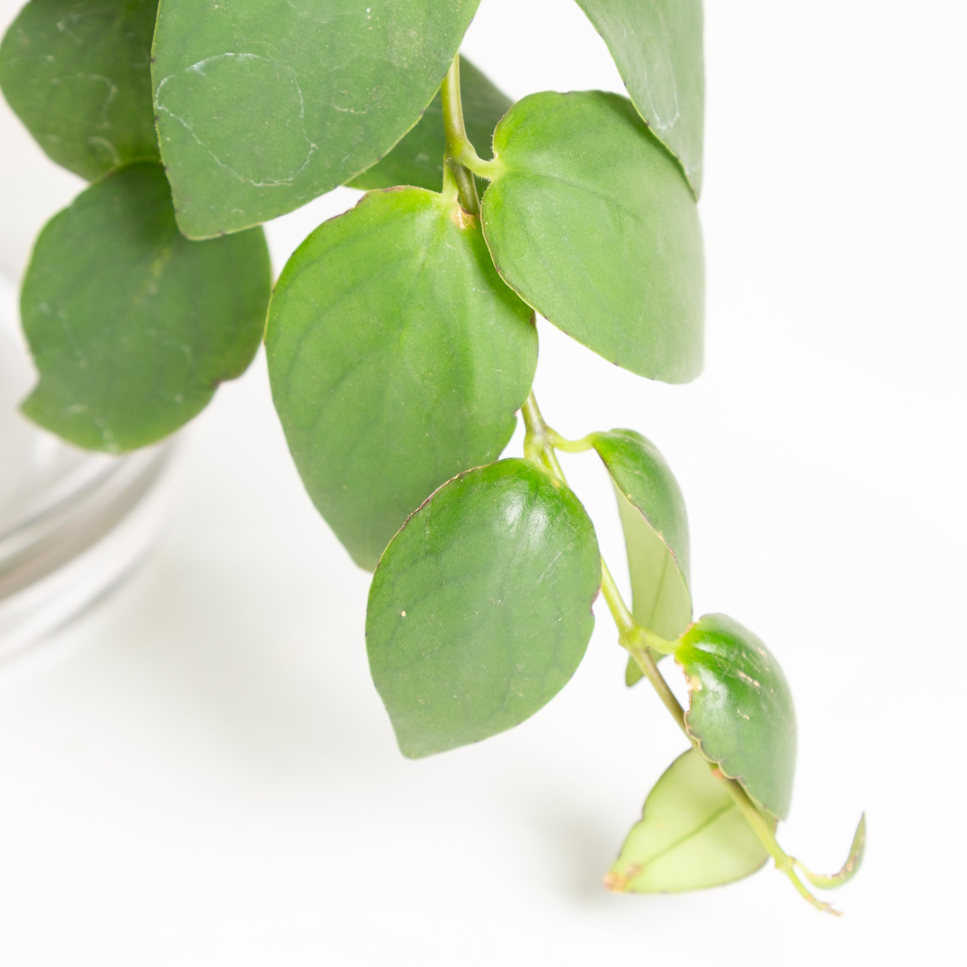 Lipstick Plant 6" - Urban Sprouts
