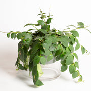 Lipstick Plant 6" - Urban Sprouts