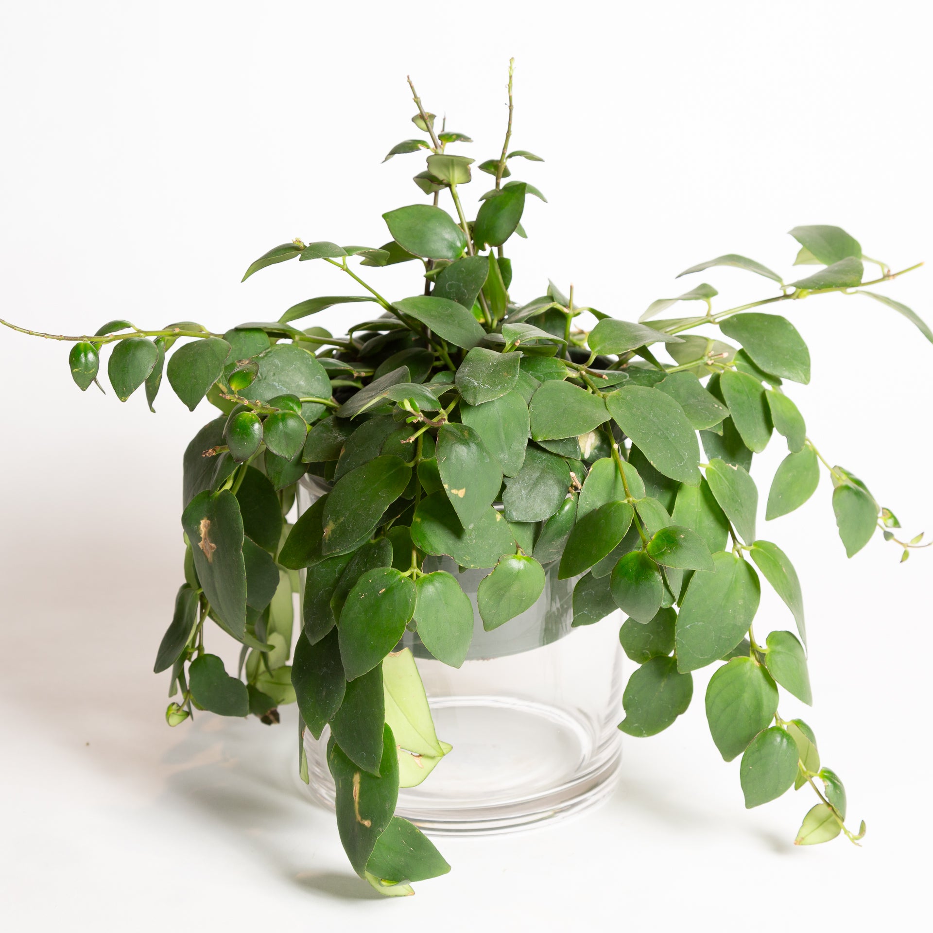 Lipstick Plant 6" - Urban Sprouts