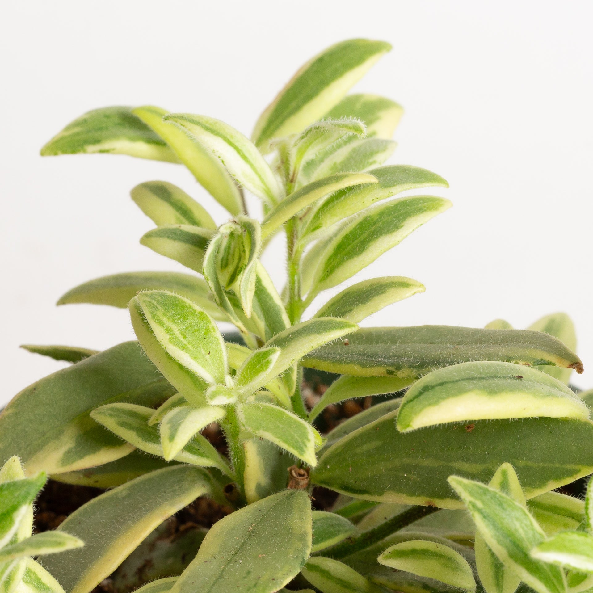 Lipstick Plant 'Bi-Color' 4" - Urban Sprouts