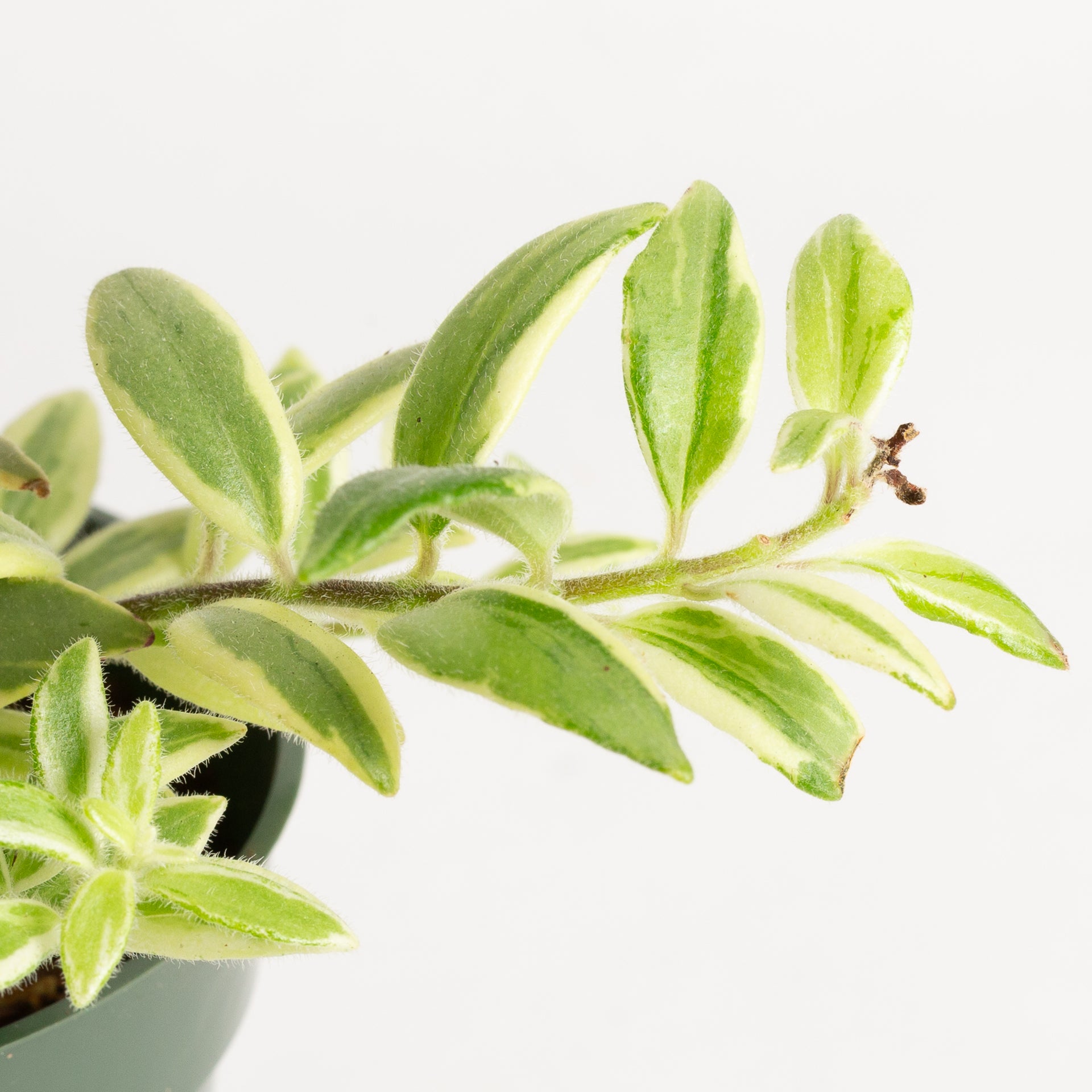 Lipstick Plant 'Bi-Color' 4" - Urban Sprouts