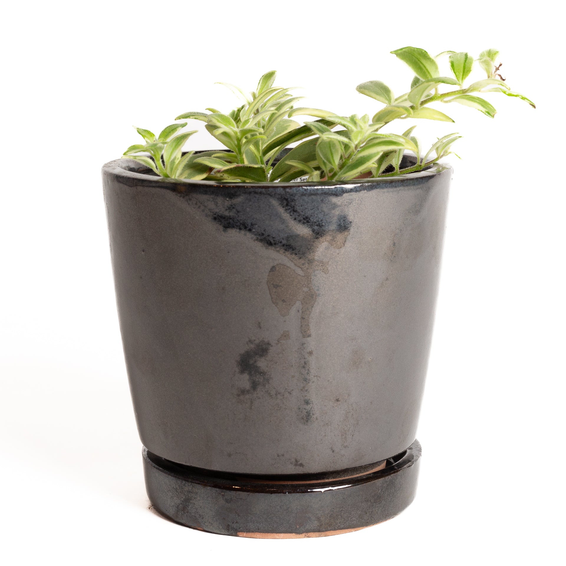 Lipstick Plant 'Bi-Color' 4" - Urban Sprouts