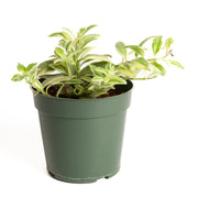 Lipstick Plant 'Bi-Color' 4" - Urban Sprouts