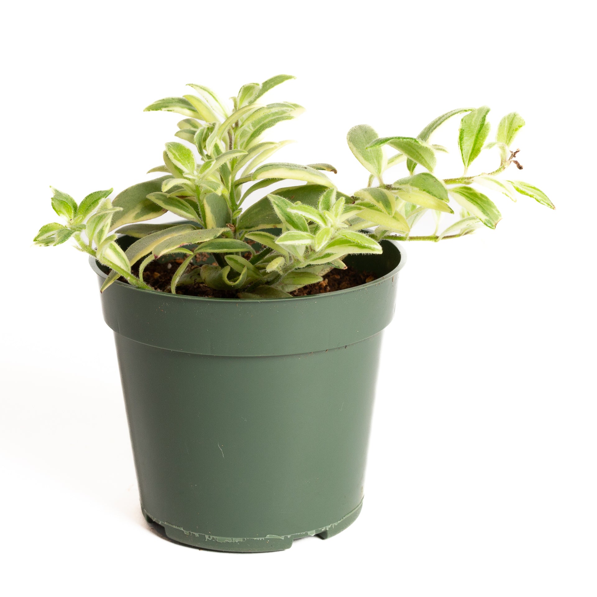 Lipstick Plant 'Bi-Color' 4" - Urban Sprouts