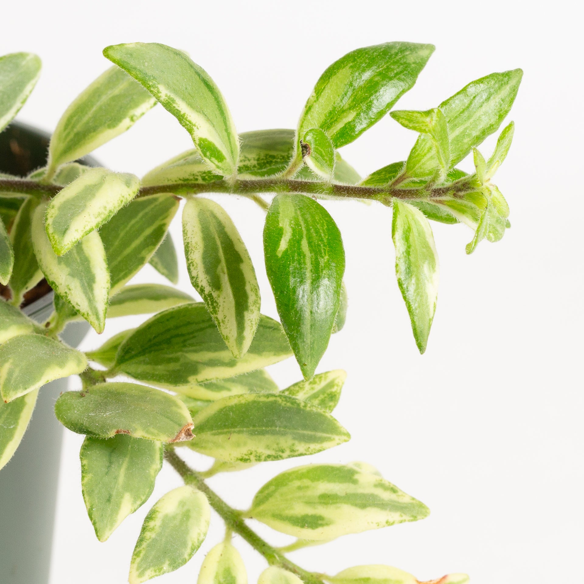 Lipstick Plant 'Bi-Color' 6" - Urban Sprouts