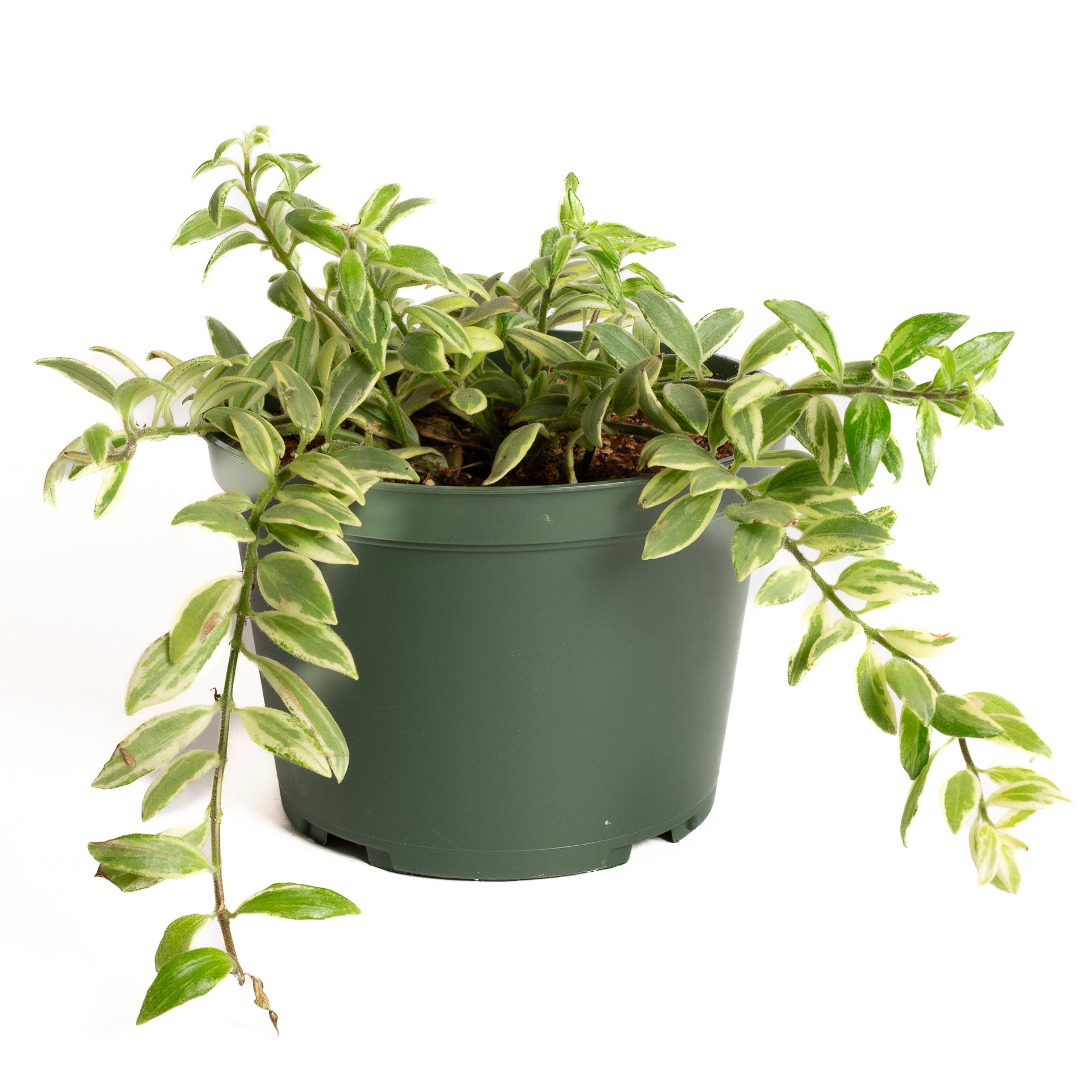 Lipstick Plant 'Bi-Color' 6" - Urban Sprouts