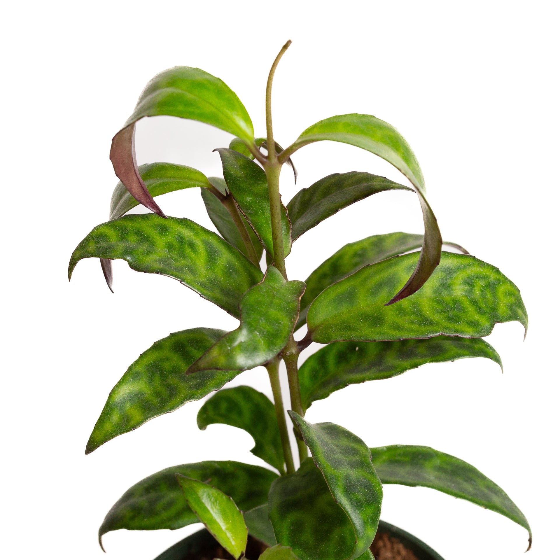 Lipstick Plant 'Black Pagoda' 4" - Urban Sprouts