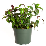 Lipstick Plant 'Black Pagoda' 6" - Urban Sprouts