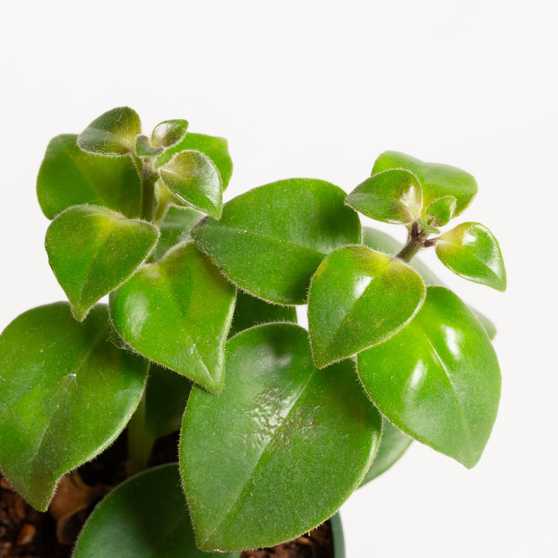 Lipstick Plant 'Mona Lisa' 4" - Urban Sprouts