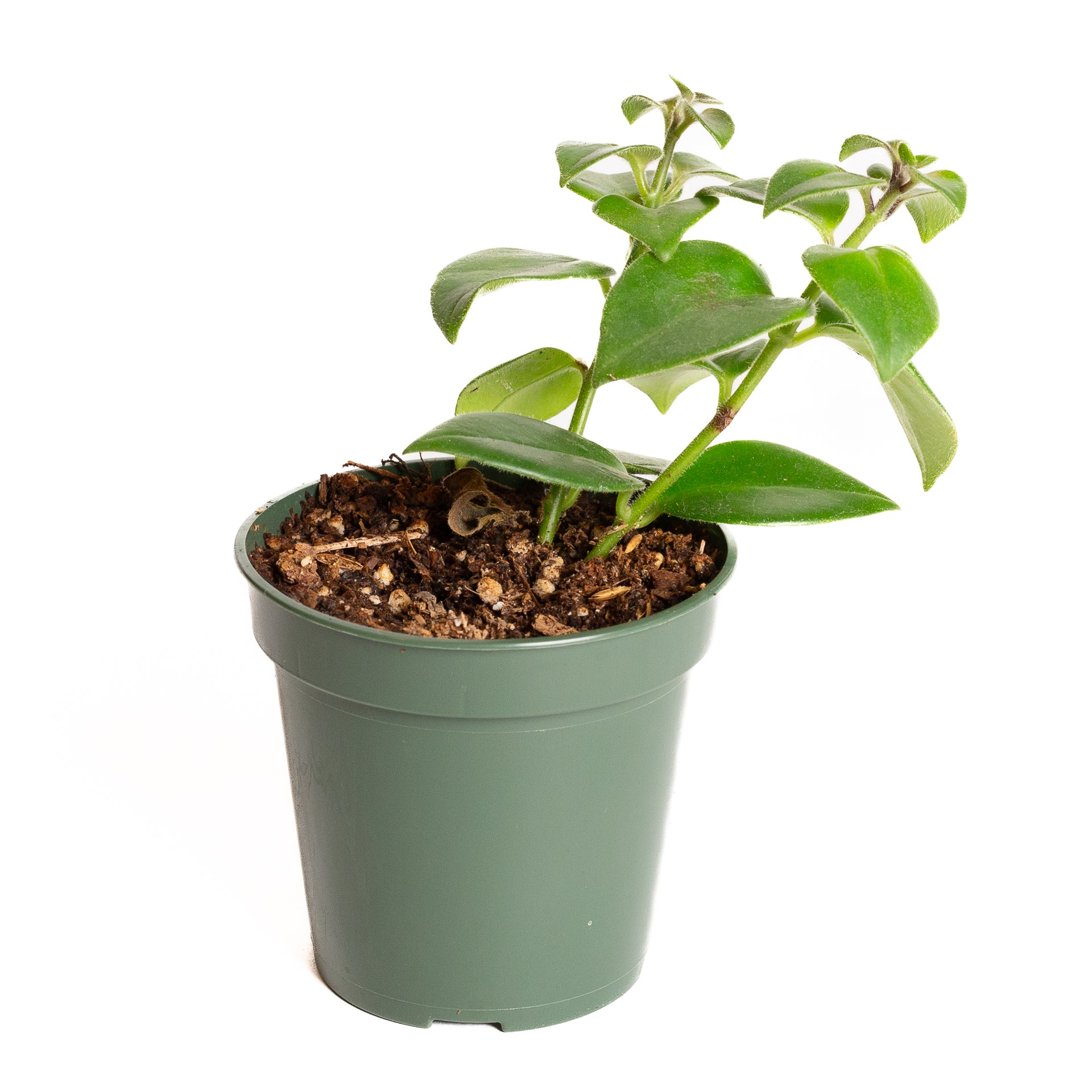 Lipstick Plant 'Mona Lisa' 4" - Urban Sprouts