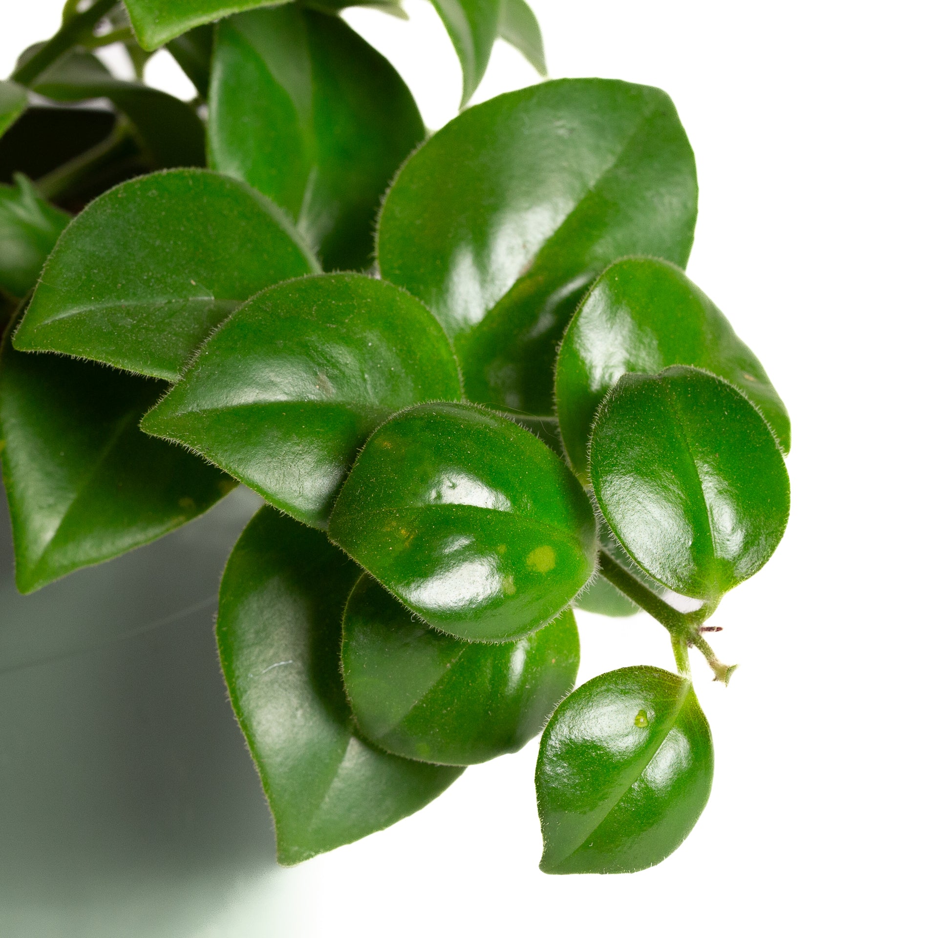 Lipstick Plant 'Mona Lisa' 6" - Urban Sprouts