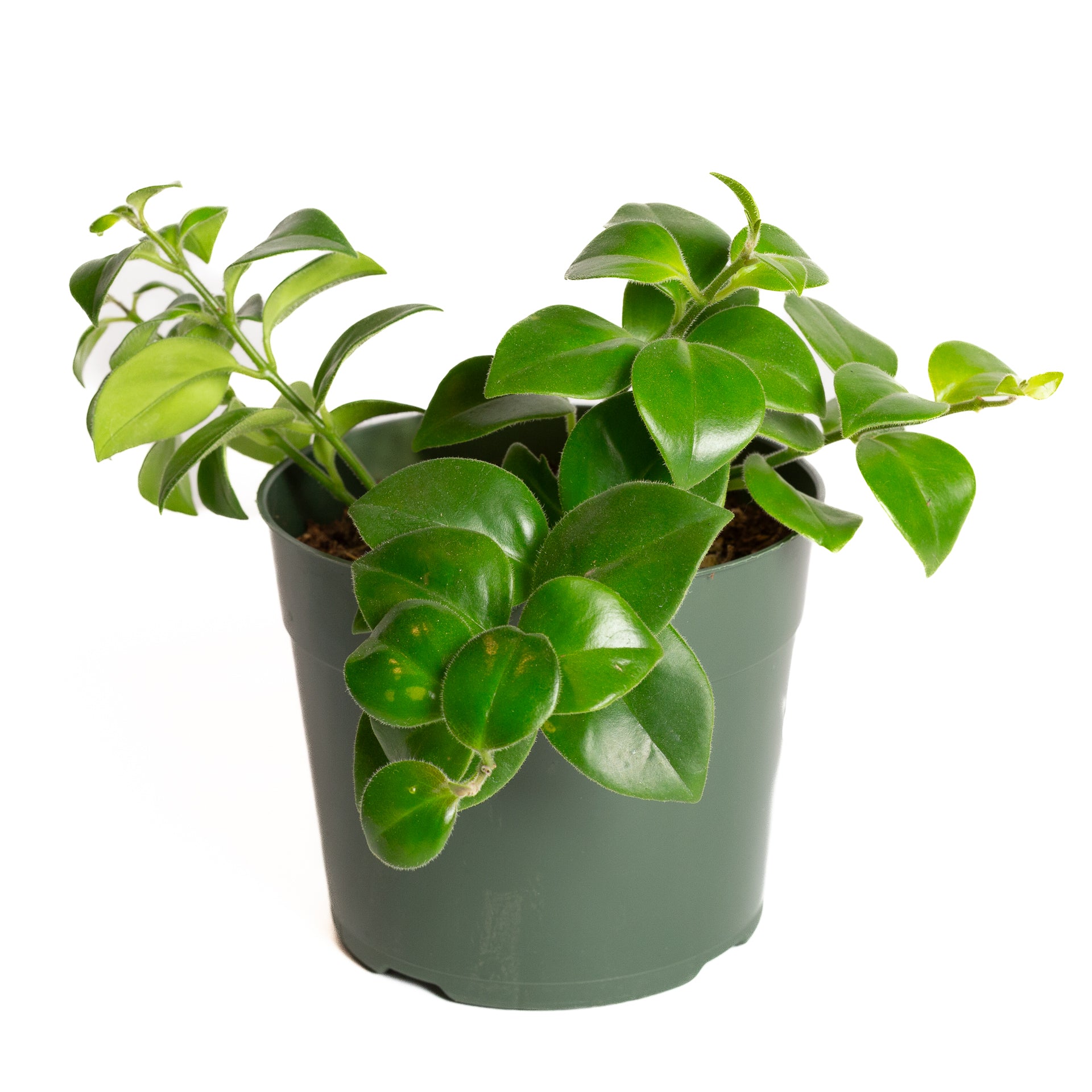 Lipstick Plant 'Mona Lisa' 6" - Urban Sprouts