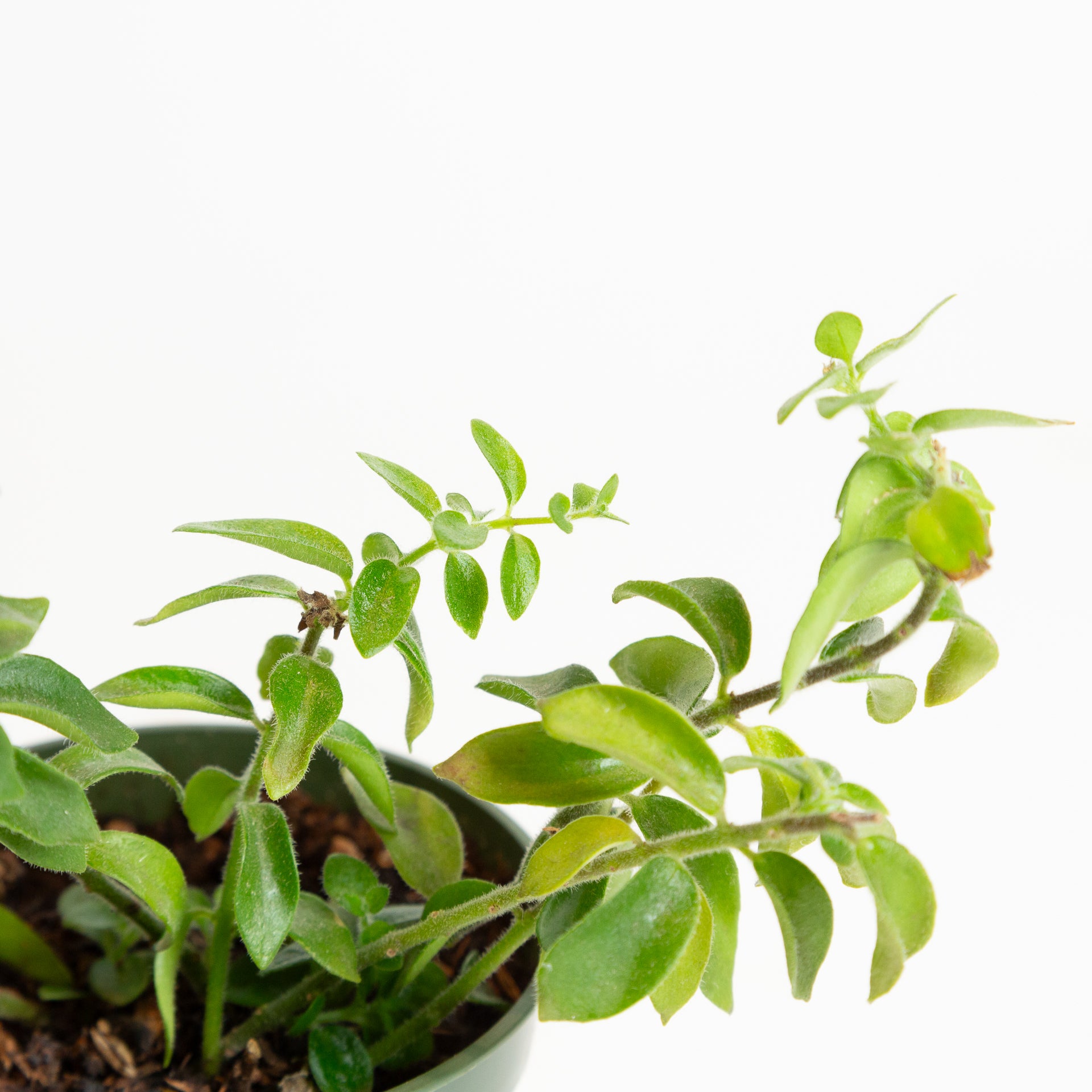 Lipstick Plant 'Twisted' 4" - Urban Sprouts