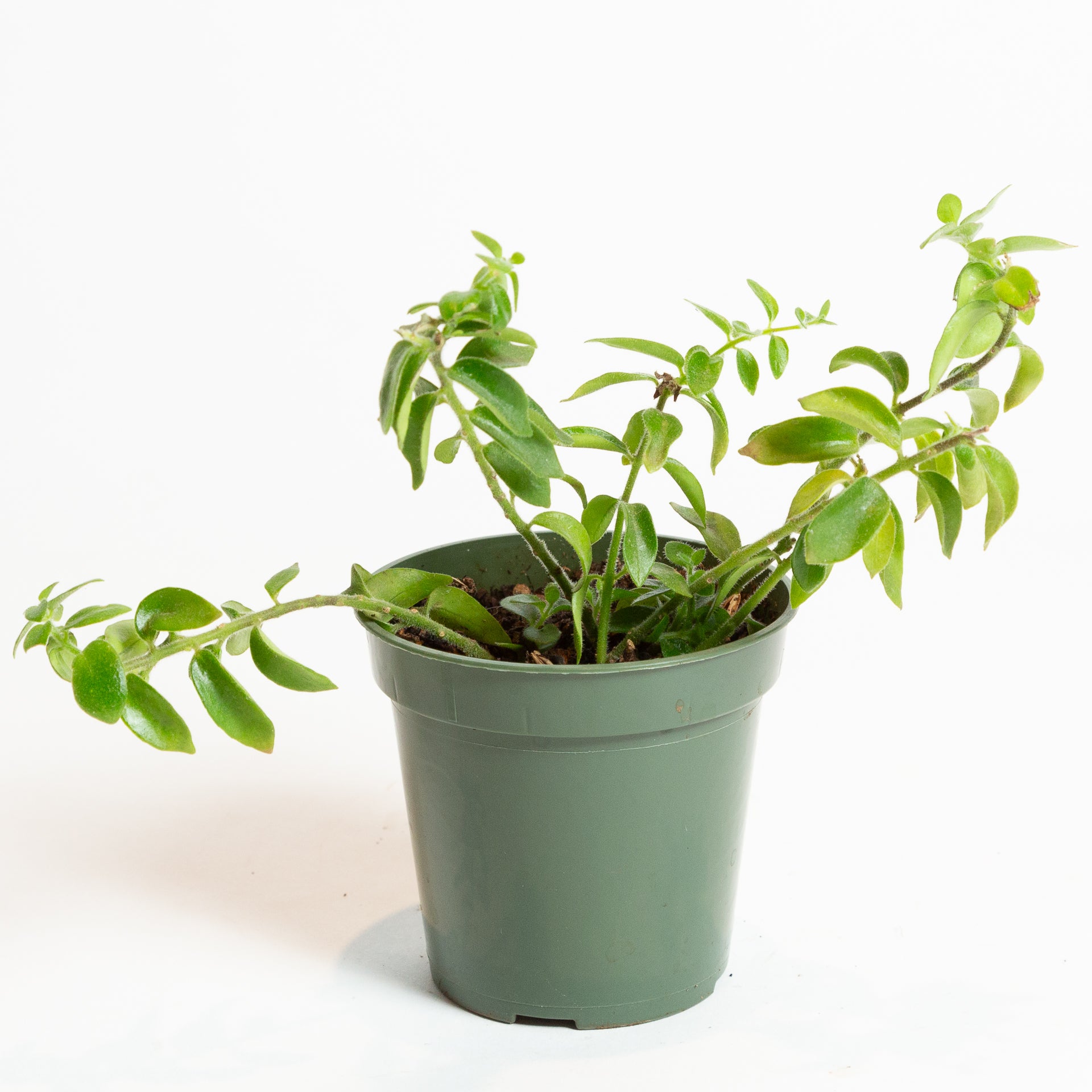 Lipstick Plant 'Twisted' 4" - Urban Sprouts