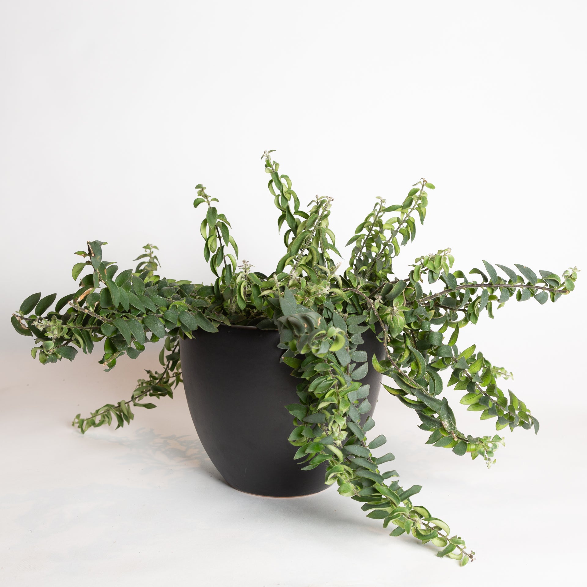 Lipstick Plant 'Twisted' 6" - Urban Sprouts