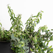 Lipstick Plant 'Twisted' 6" - Urban Sprouts