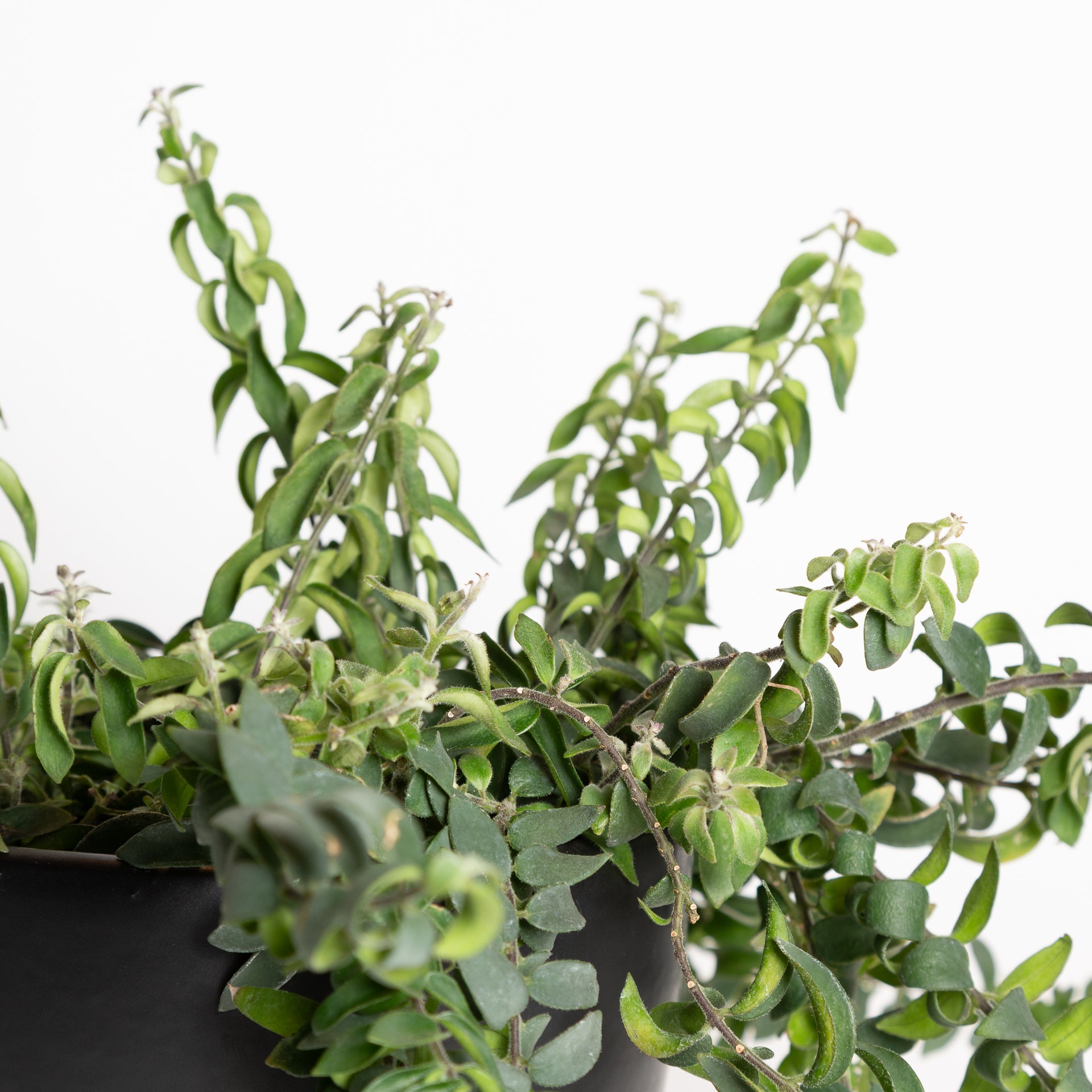 Lipstick Plant 'Twisted' 6" - Urban Sprouts