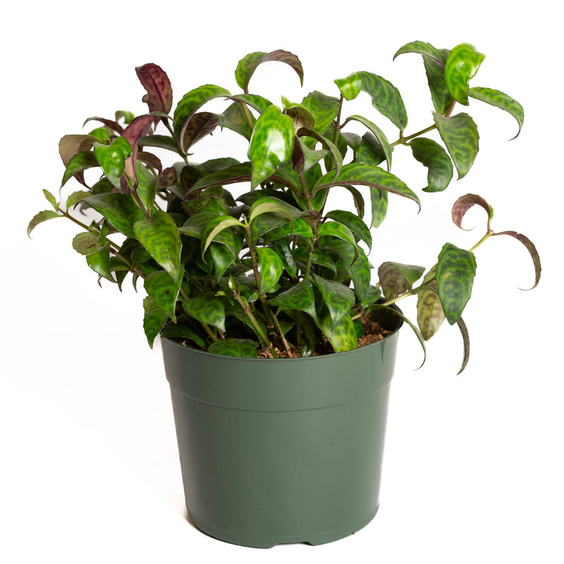 Lipstick Plant 'Black Pagoda' 6"