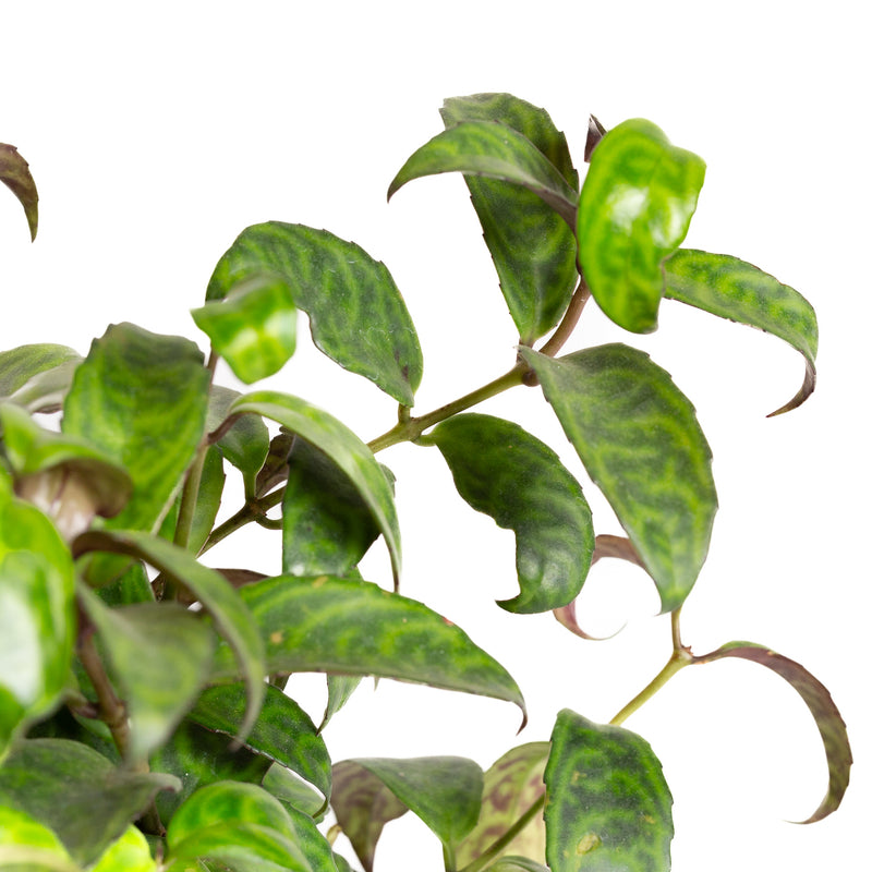 Lipstick Plant 'Black Pagoda' 6"