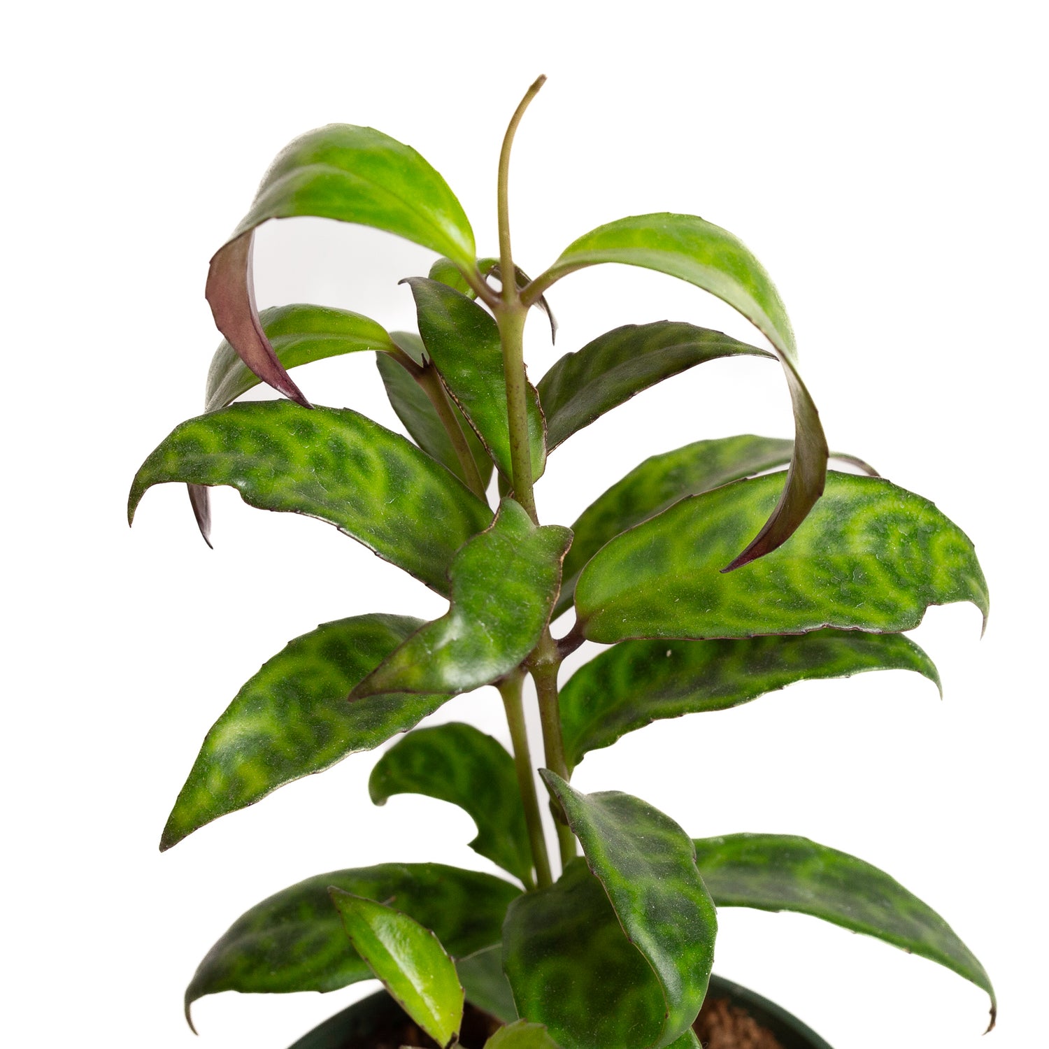 Lipstick Plant 'Black Pagoda' 4" - Urban Sprouts