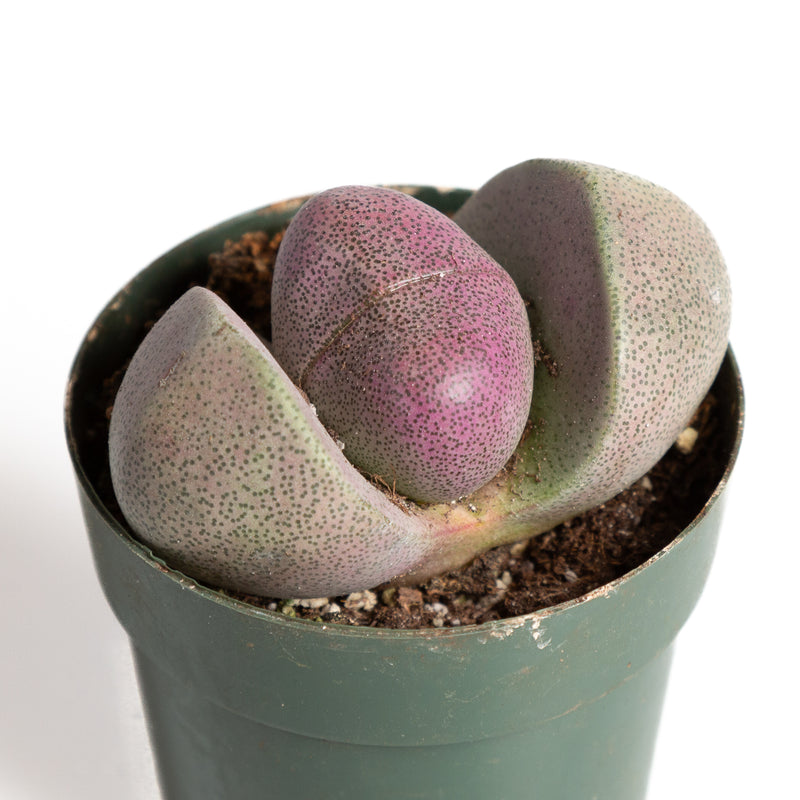 Succulent 'Split Rock - Royal Flush' 2.5"