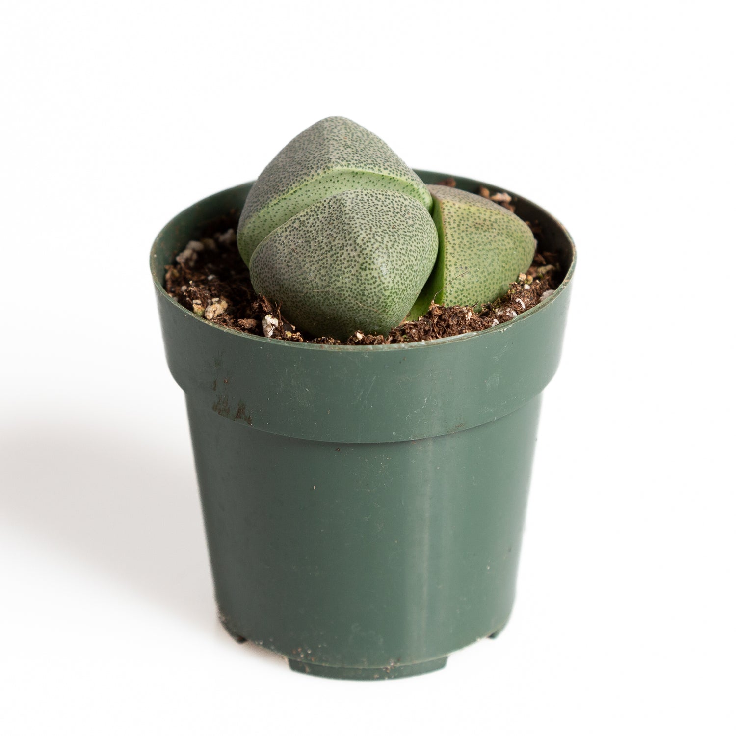 Succulent 'Split Rock' 2"