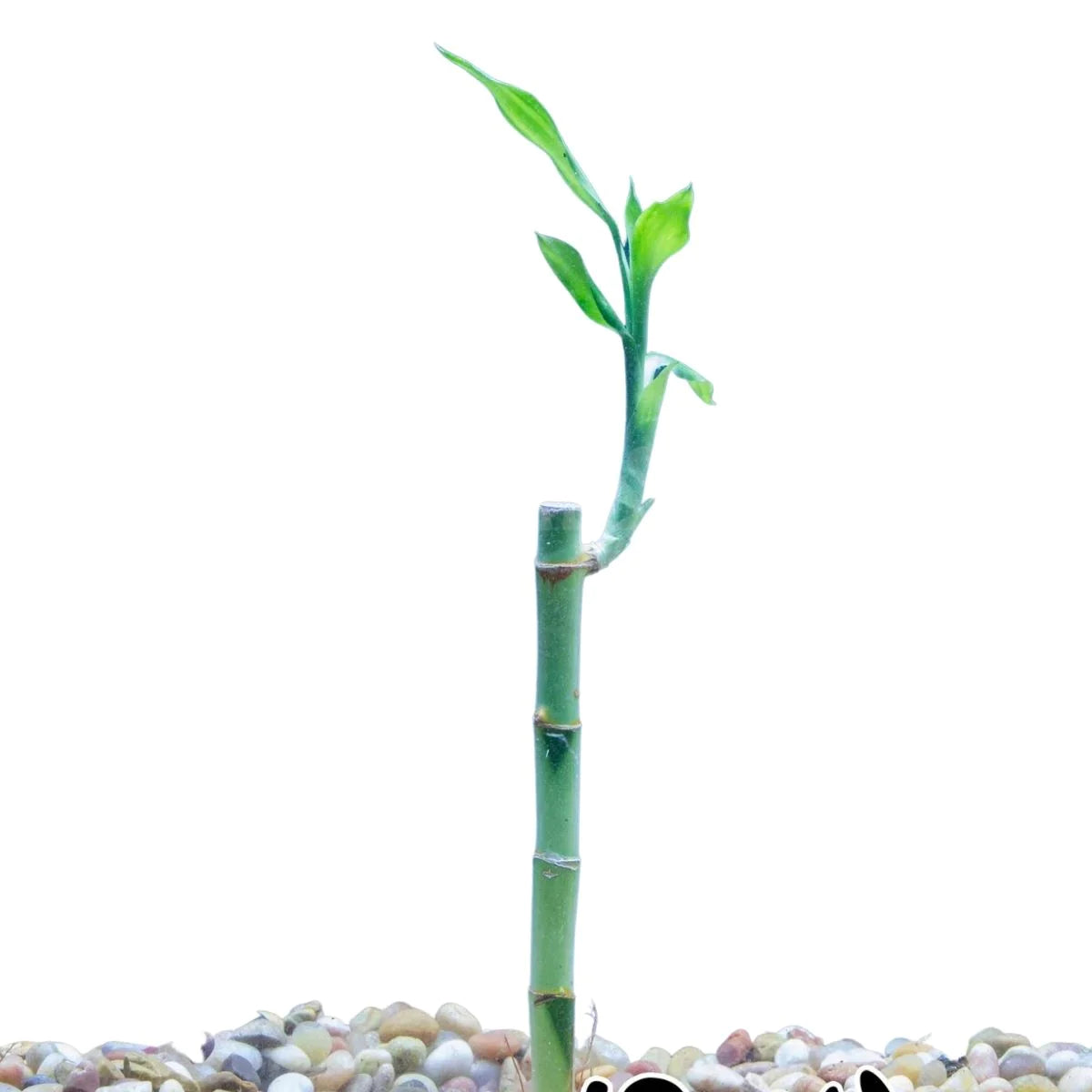 Lucky Bamboo Stalk 6" - Urban Sprouts