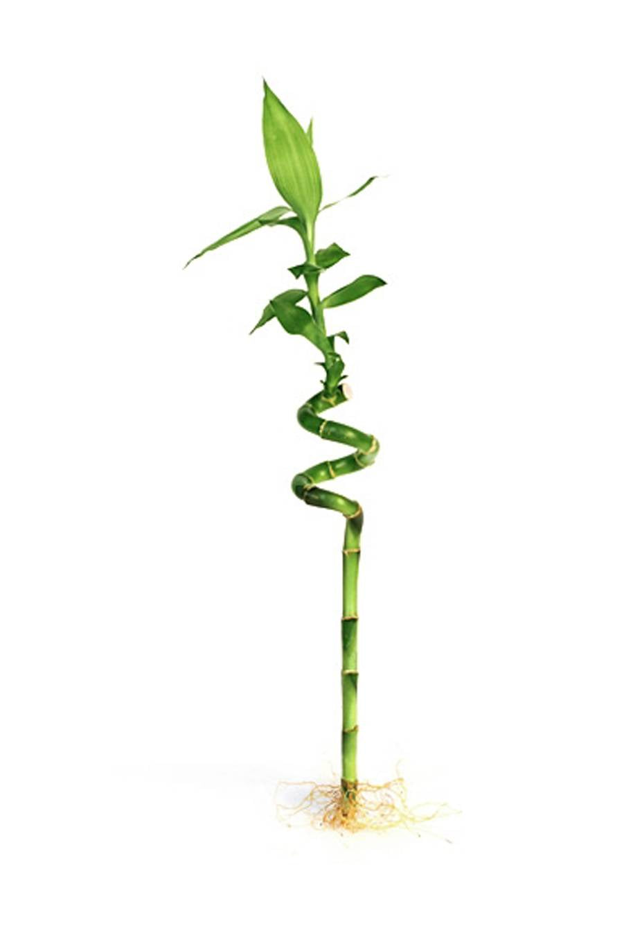 Lucky Bamboo Stalk 12" Curly - Urban Sprouts