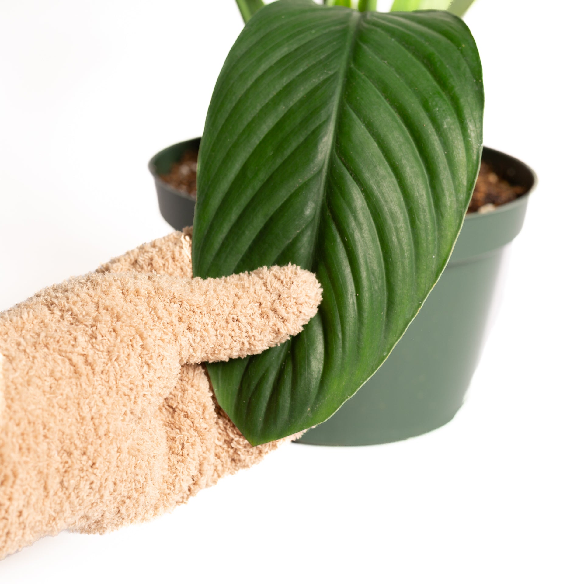Microfiber Leaf Polishing & Dusting Glove - Urban Sprouts