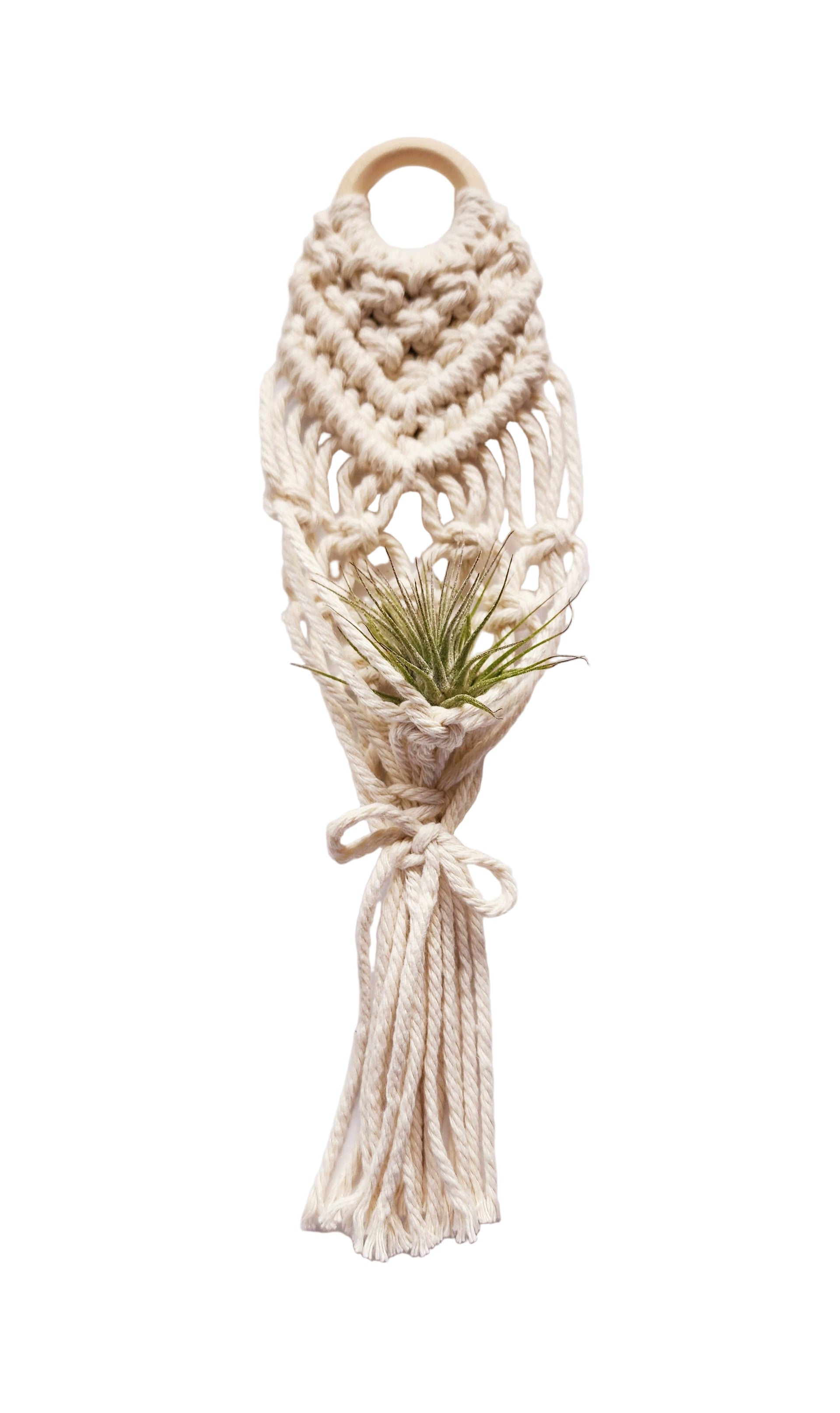 mini air plant holder Mini Air Plant Hanger: Cream – Urban Sprouts