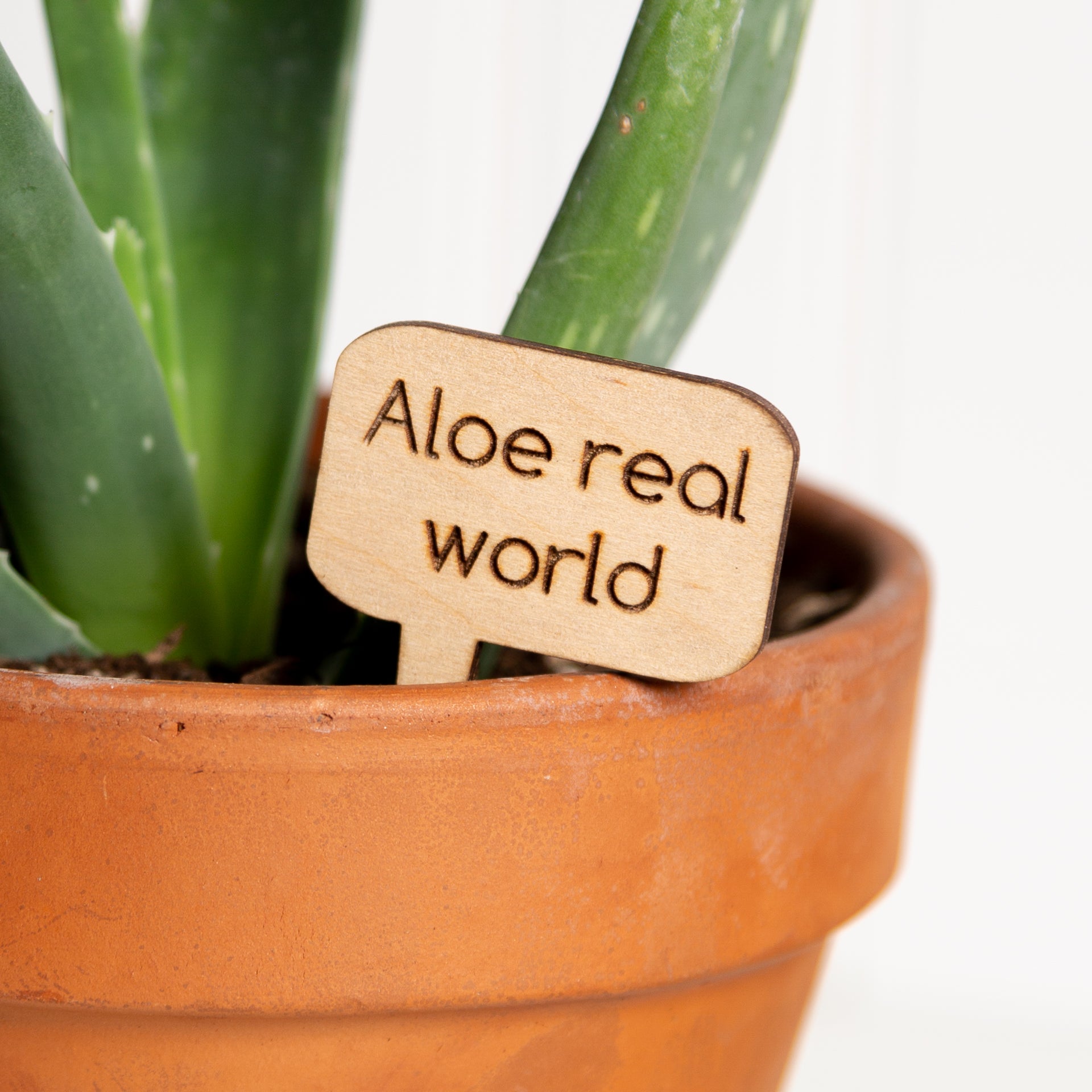 Mini Sign - Aloe real world - Urban Sprouts
