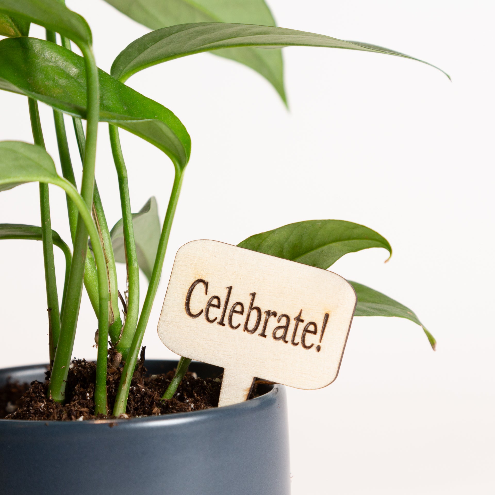 Mini Sign - Celebrate! - Urban Sprouts