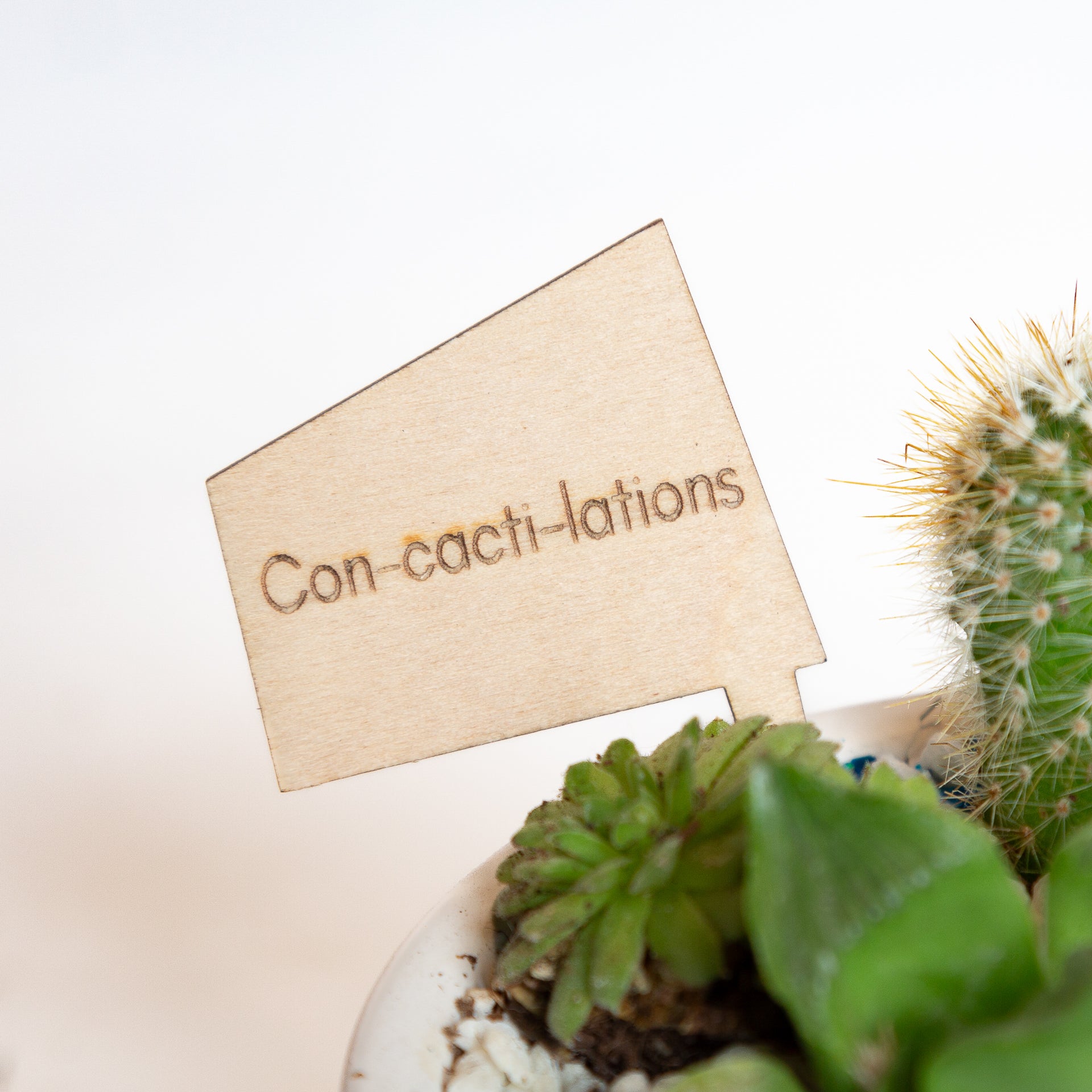 Mini Sign - Con-cacti-lations - Urban Sprouts