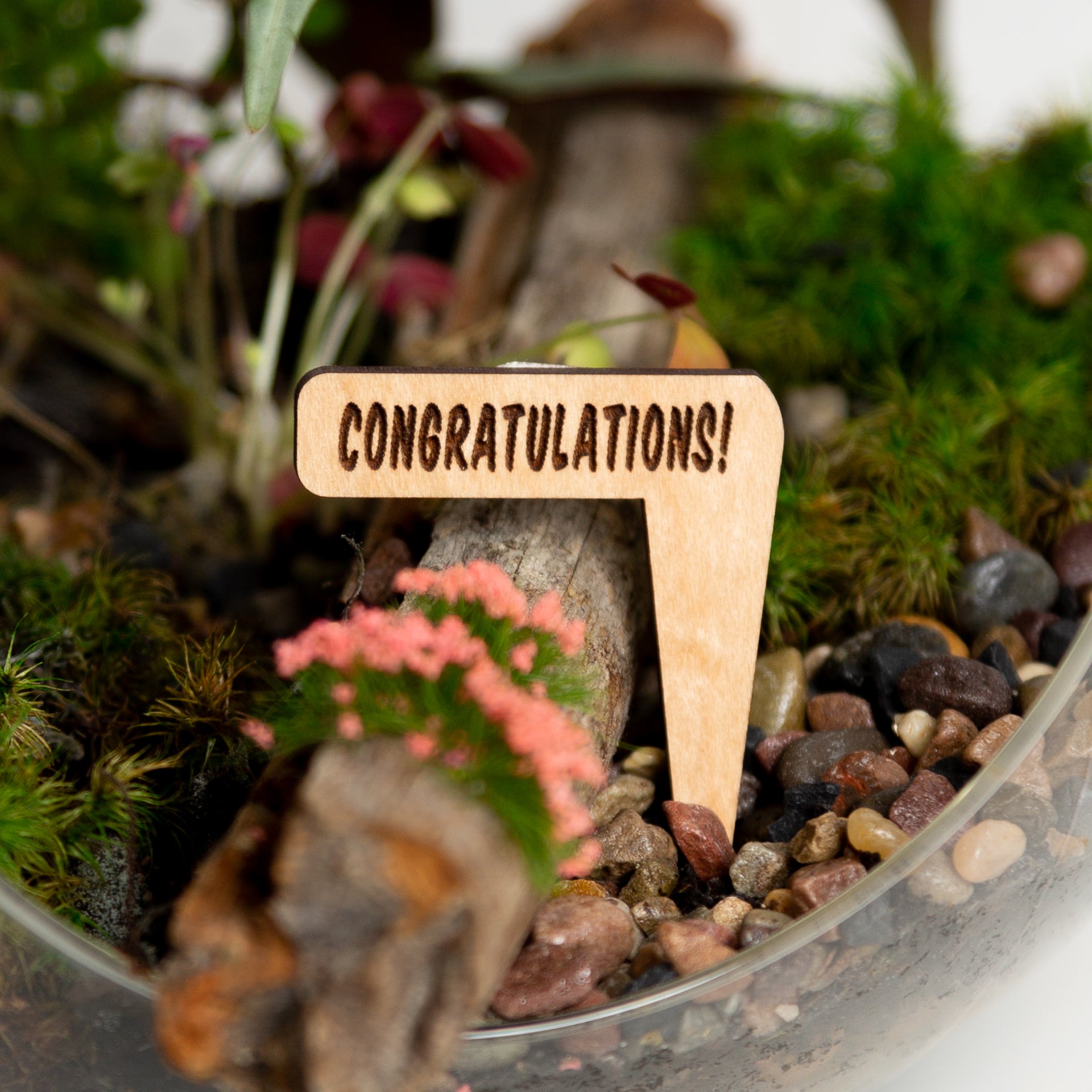 Mini Sign - Congratulations - Urban Sprouts