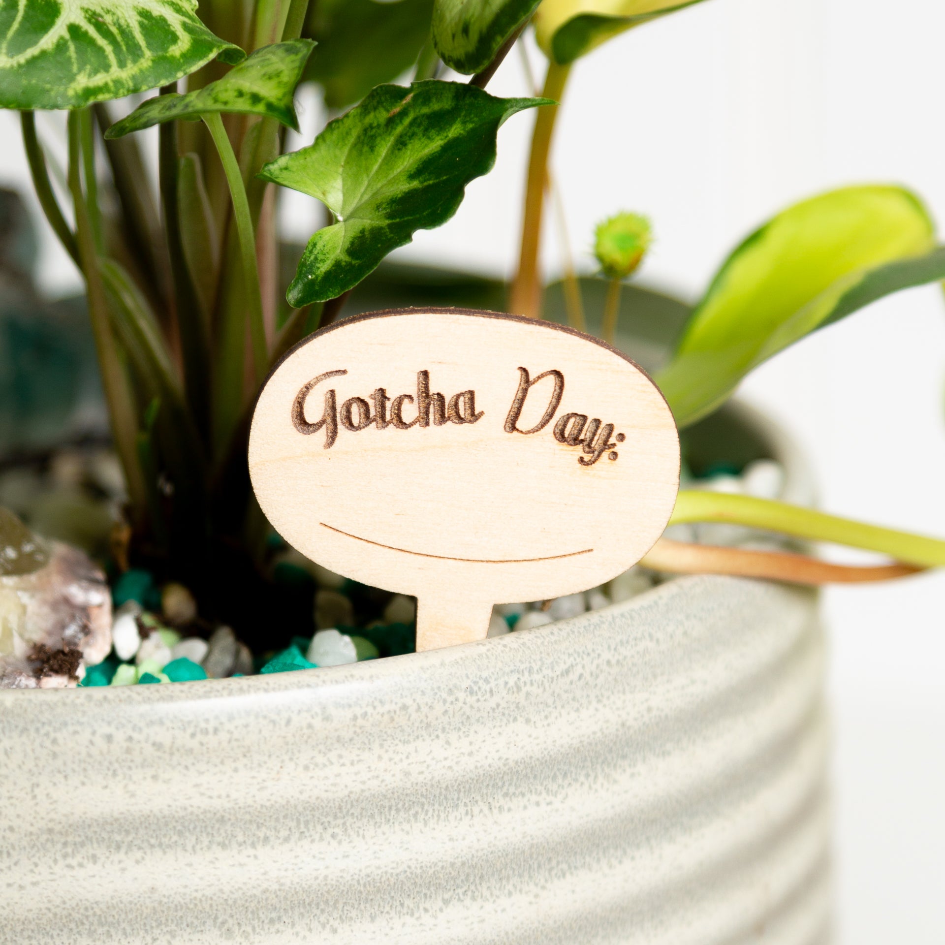 Mini Sign -Gotcha Day - Urban Sprouts