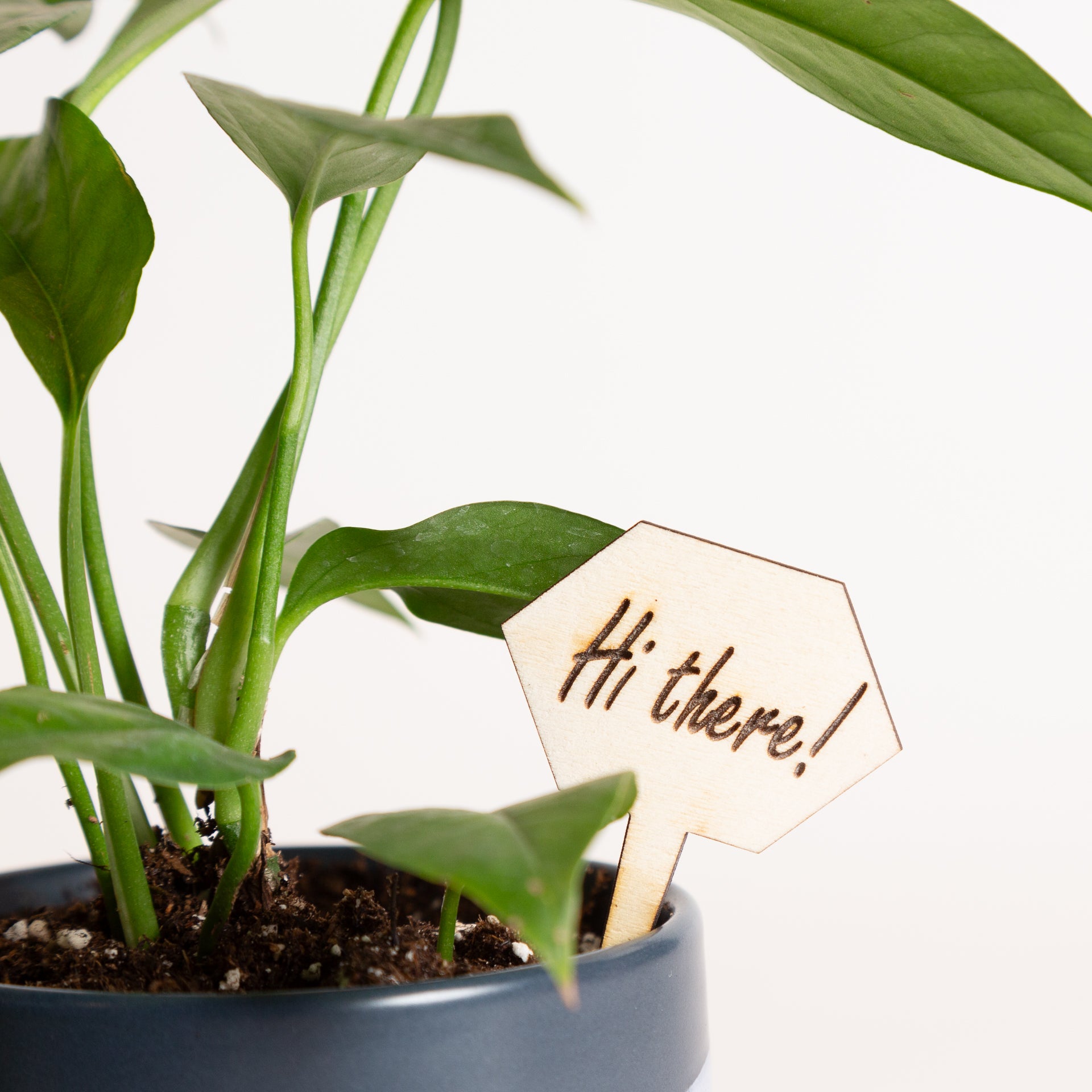 Mini Sign - Hi There! - Urban Sprouts