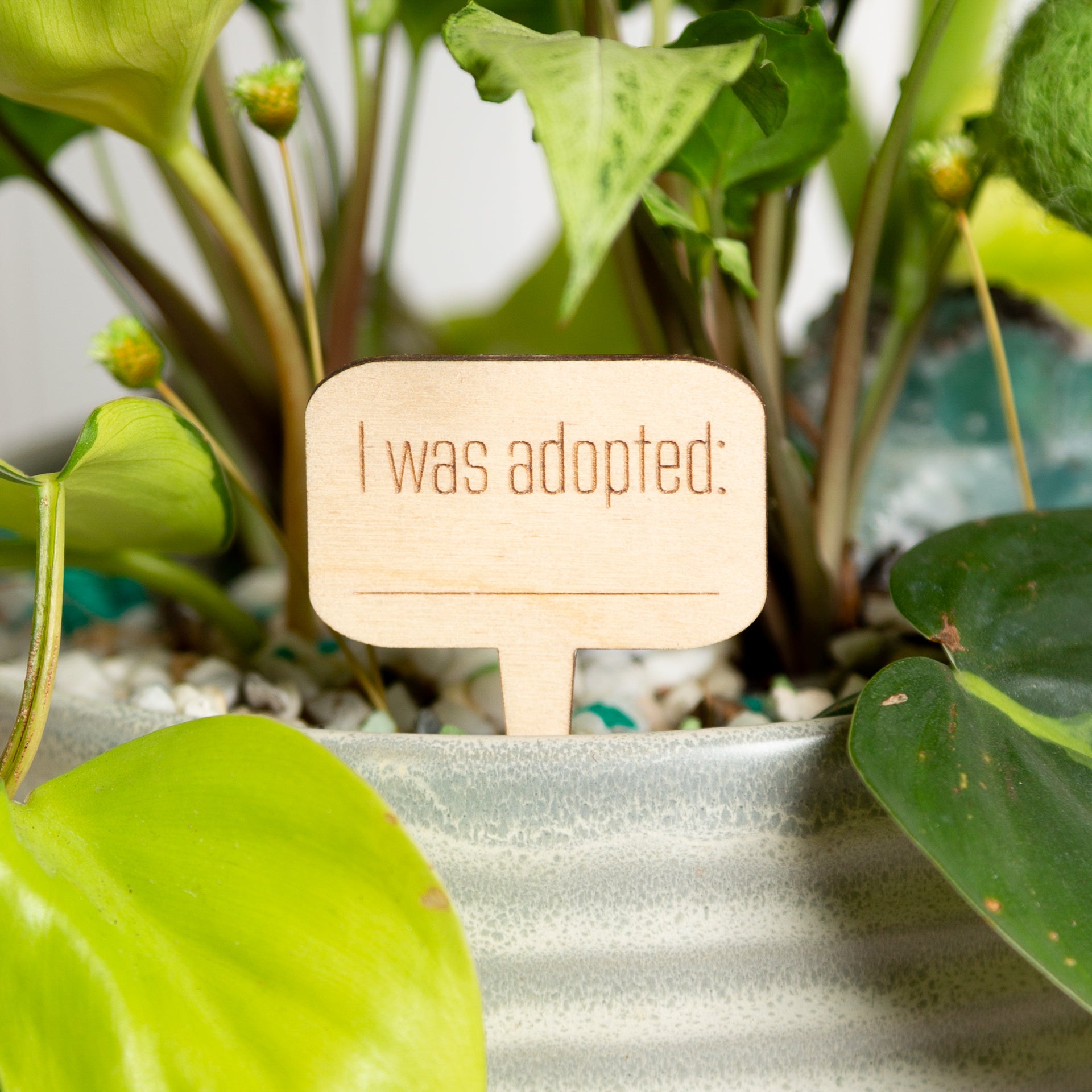 Mini Sign -I Was Adopted - Urban Sprouts