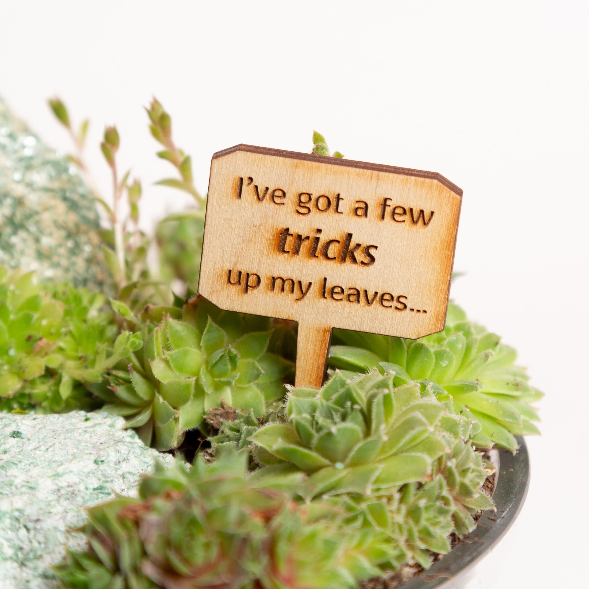 Mini Sign -I've Got a Few Tricks Up My Leaves - Urban Sprouts