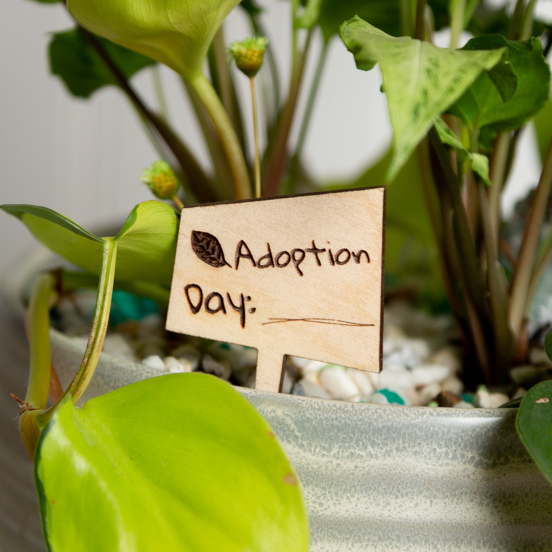 Mini Sign -Leaf Adoption Day - Urban Sprouts