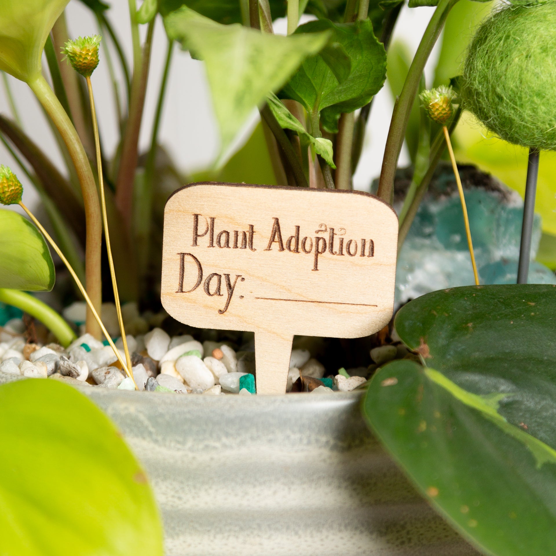 Mini Sign -Plant Adoption Day - Urban Sprouts