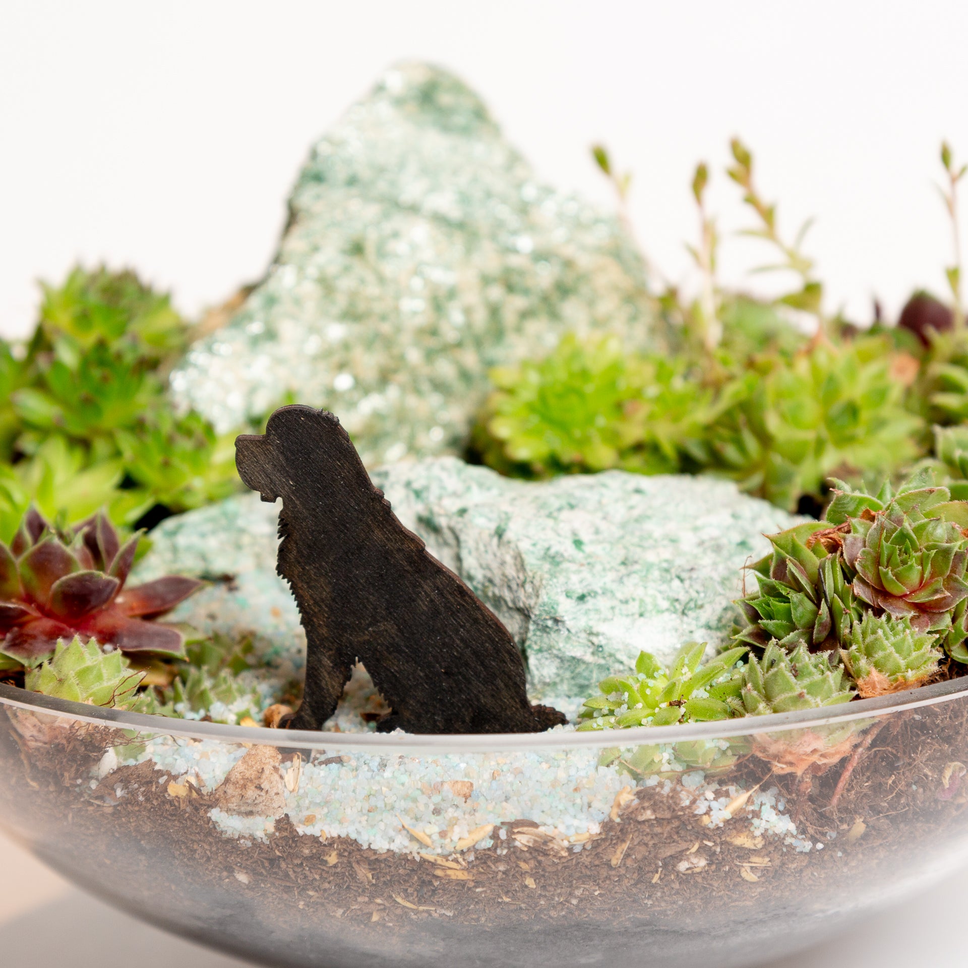 Mini Sign - St Bernard - Urban Sprouts