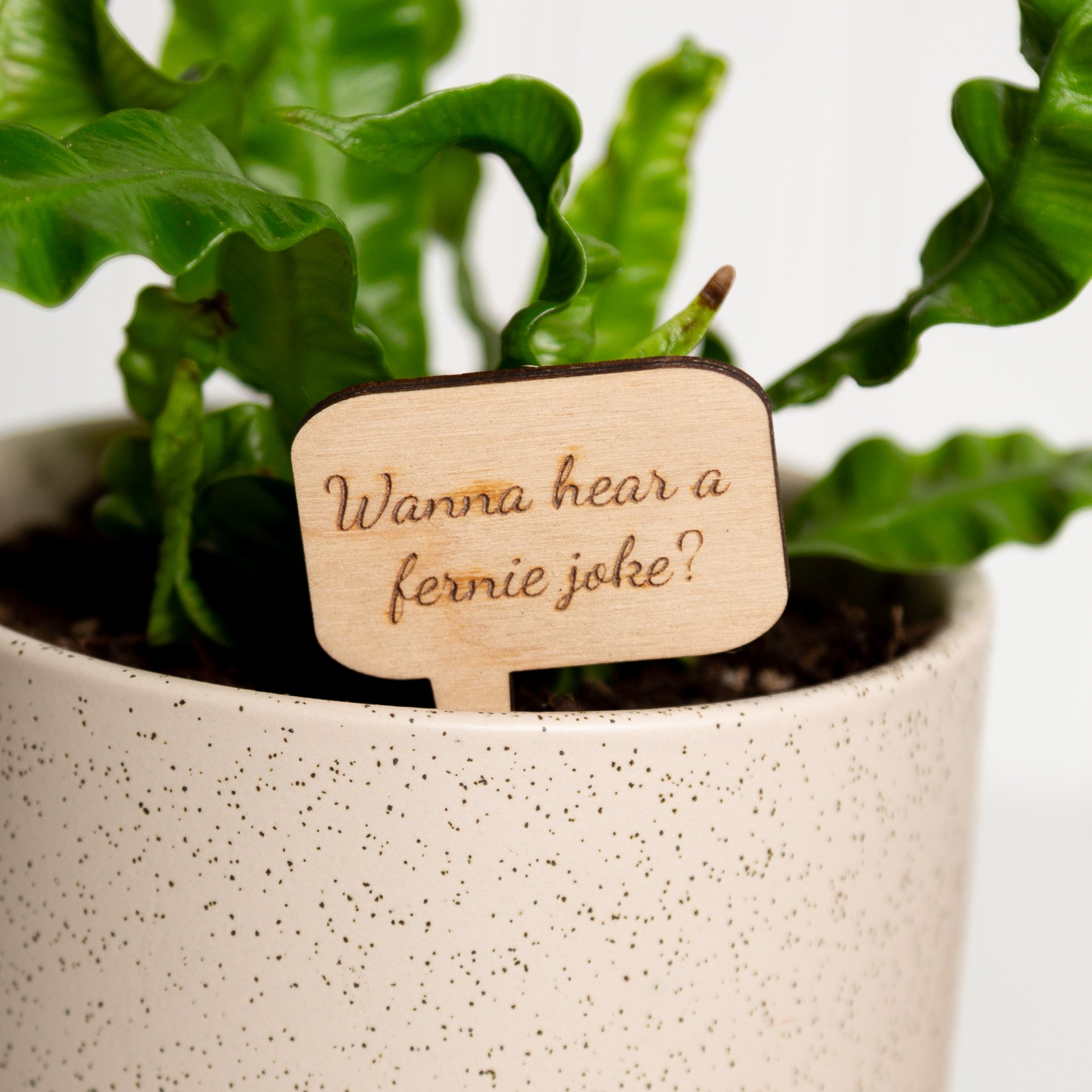 Mini Sign - Wanna hear a fernie joke? - Urban Sprouts