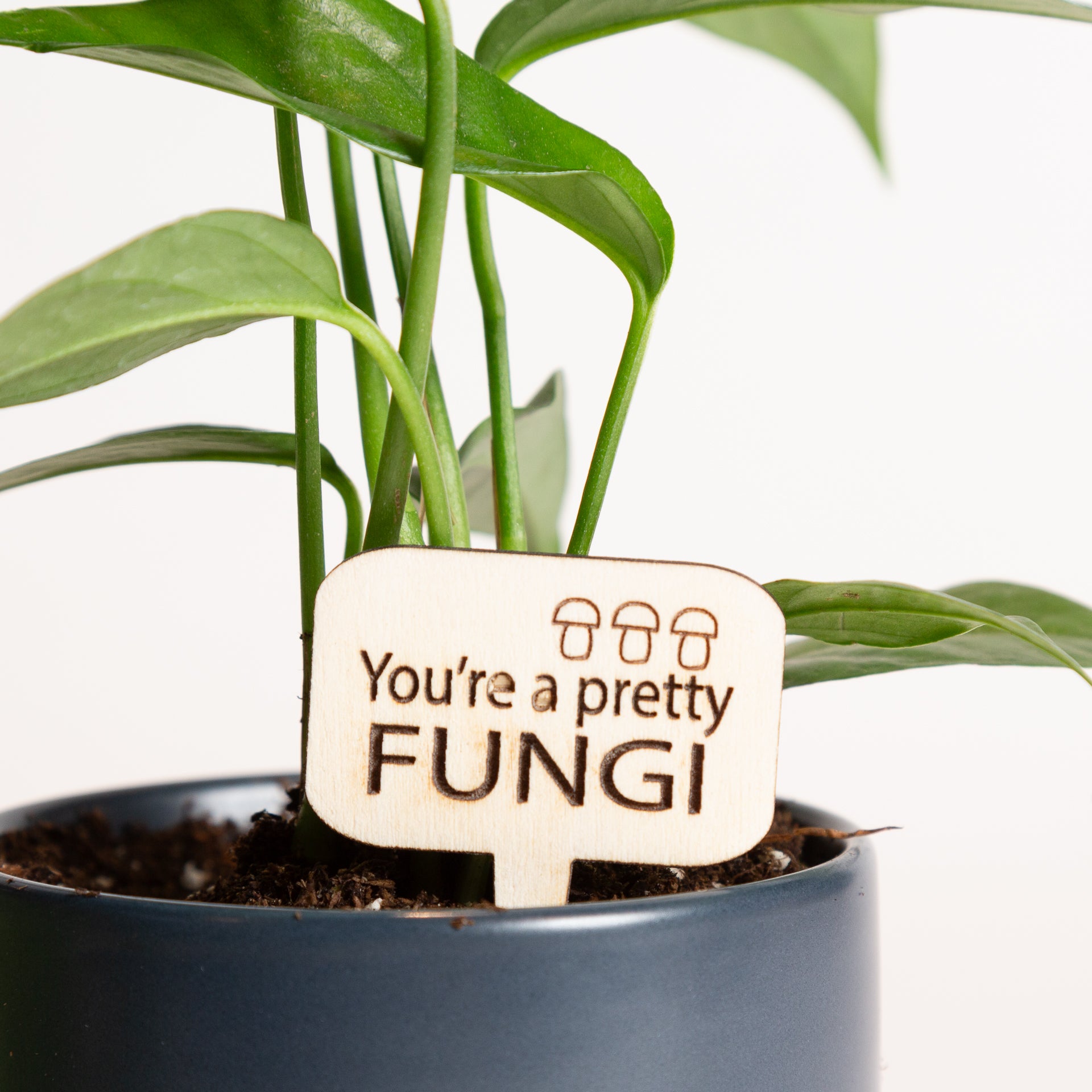 Mini Sign - You're  a Pretty Fungi - Urban Sprouts