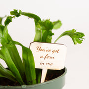 Mini Sign - You've got a fern in me - Urban Sprouts