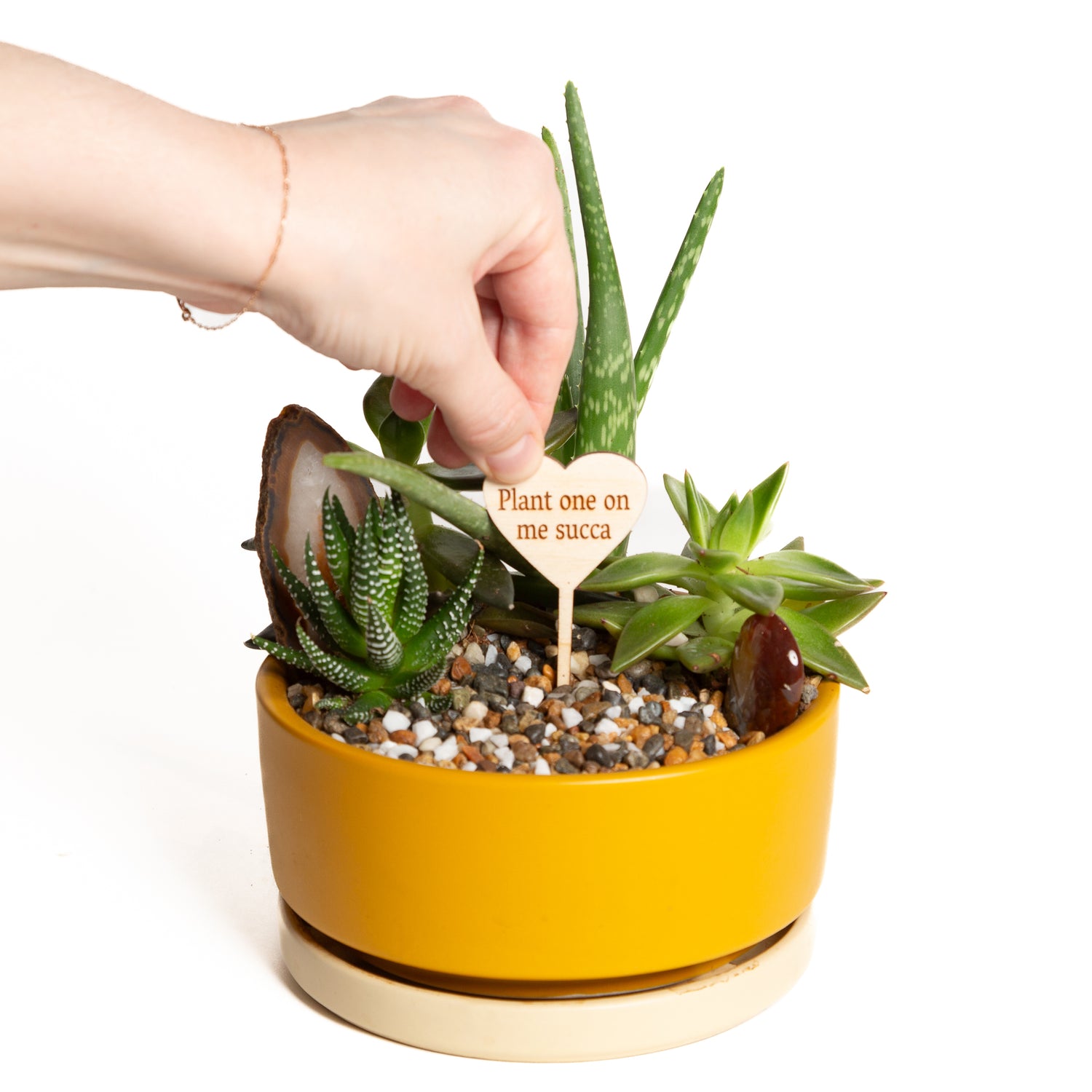 11/7 @ 6:00 Succulent Bowls Workshop