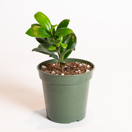 Ficus 'Moclame' 4"