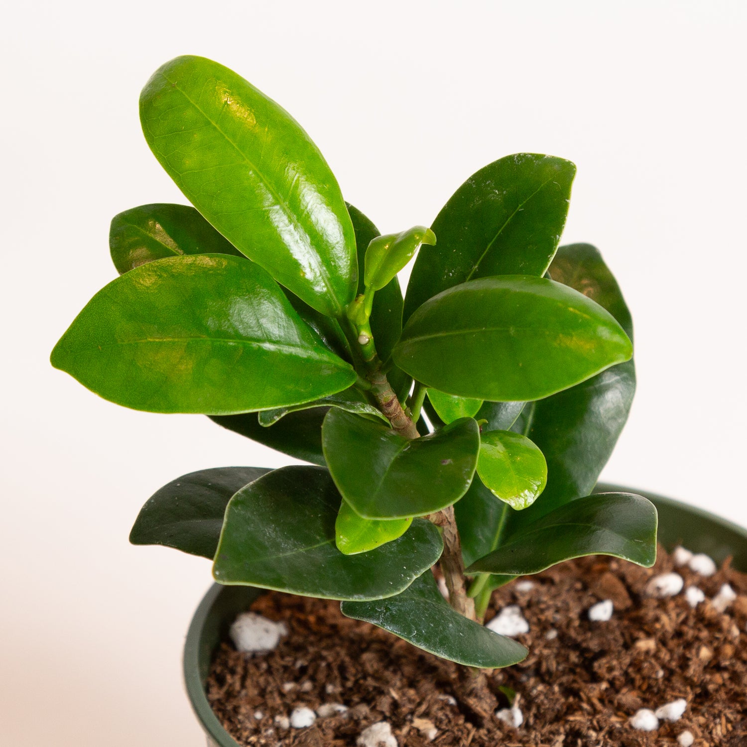 Ficus 'Moclame' 4"